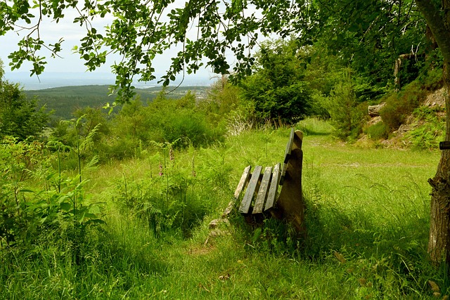 凯伦威尔逊 凯伦威尔逊